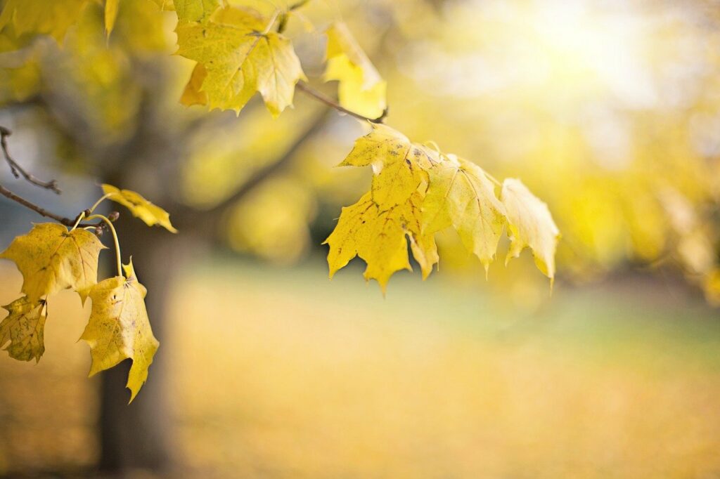 tree, leaves, autumn-6786654.jpg